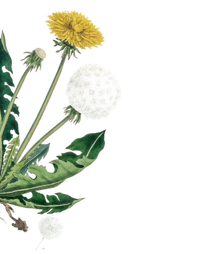 Dandelion flower and seed head botanical illustration