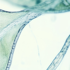 Close-up microscope image of green plant cells, part 2