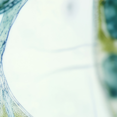 Close-up microscope image of green plant cells, part 3