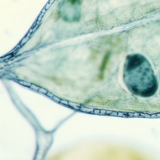 Close-up microscope image of green plant cells, part 4
