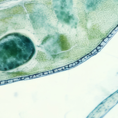 Close-up microscope image of green plant cells, part 5