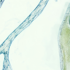 Close-up microscope image of green plant cells, part 6