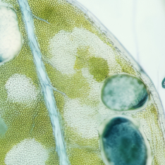 Close-up microscope image of green plant cells, part 7