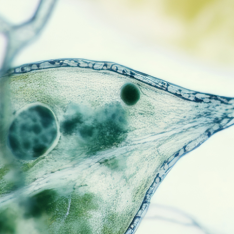 Close-up microscope image of green plant cells, part 8
