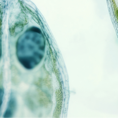 Close-up microscope image of green plant cells, part 9