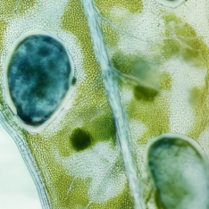 Close-up microscope image of green plant cells, part 10