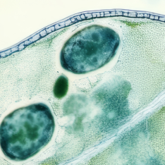 Close-up microscope image of green plant cells, part 1