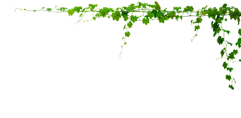 Green ivy vine trailing along a ledge