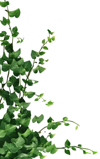 Green ivy vine hanging down