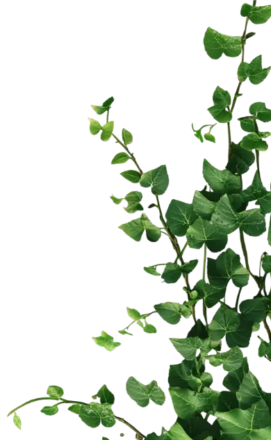 Trailing green ivy leaves