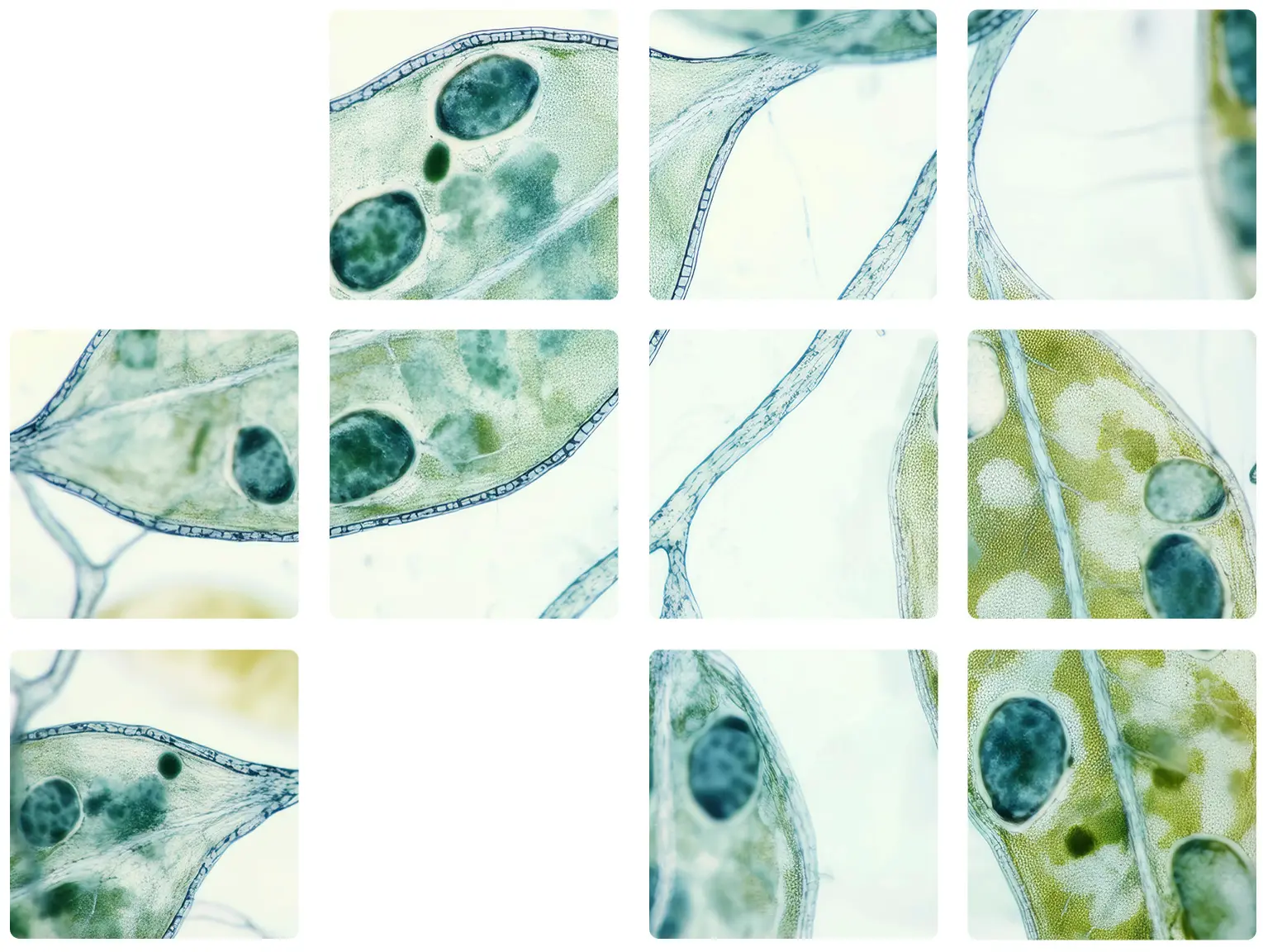 Grid of microscope images of green plant cells