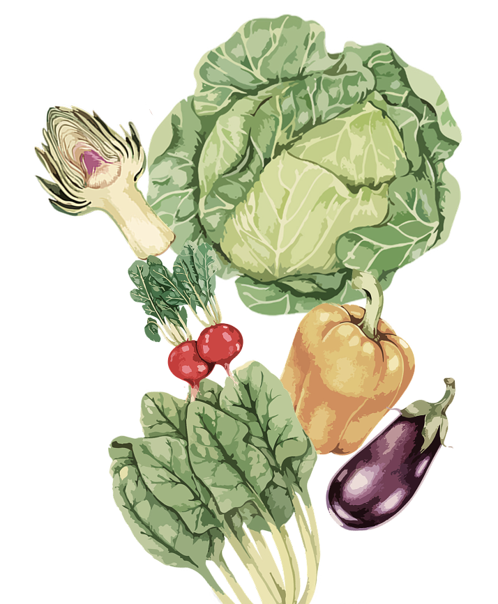 Illustration of fresh vegetables including cabbage, artichoke, tomatoes and a pepper