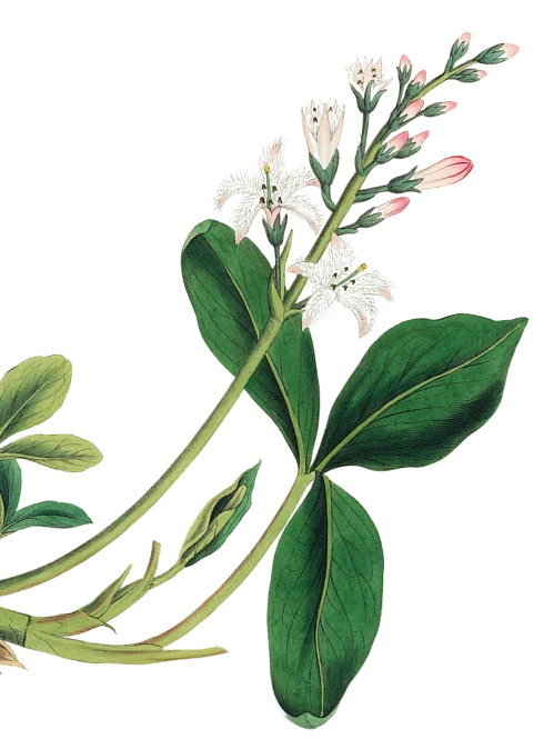 Botanical illustration of a flowering plant with pink and white buds