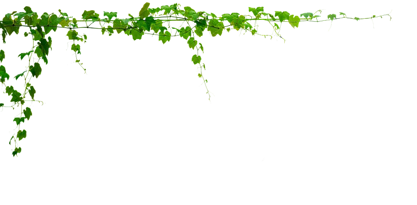 Trailing ivy vine with small green leaves